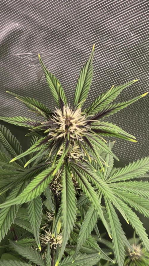 FrostBangerAuto. Week 5