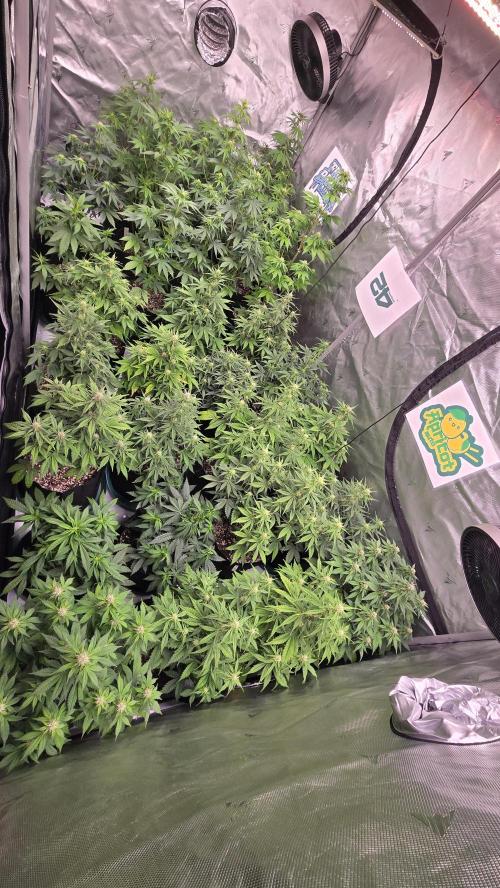 ApricotAuto. Week 5