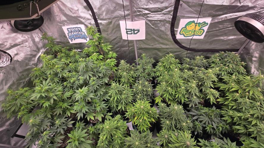 ApricotAuto. Week 5
