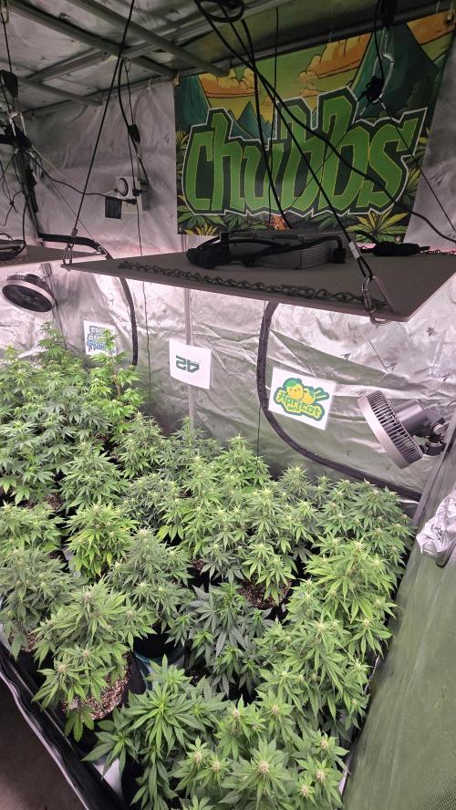 ApricotAuto. Week 5