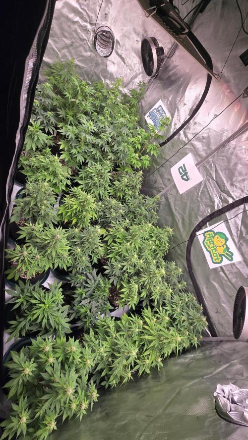 ApricotAuto. Week 5
