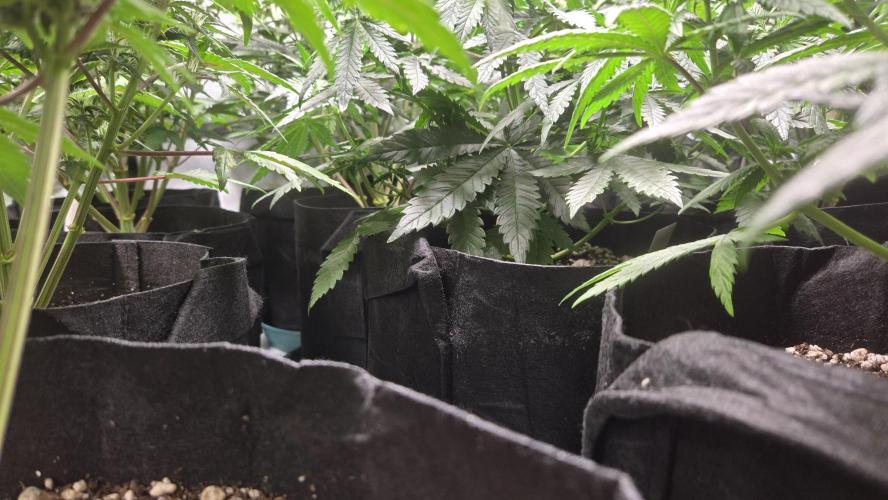 ApricotAuto. Week 5