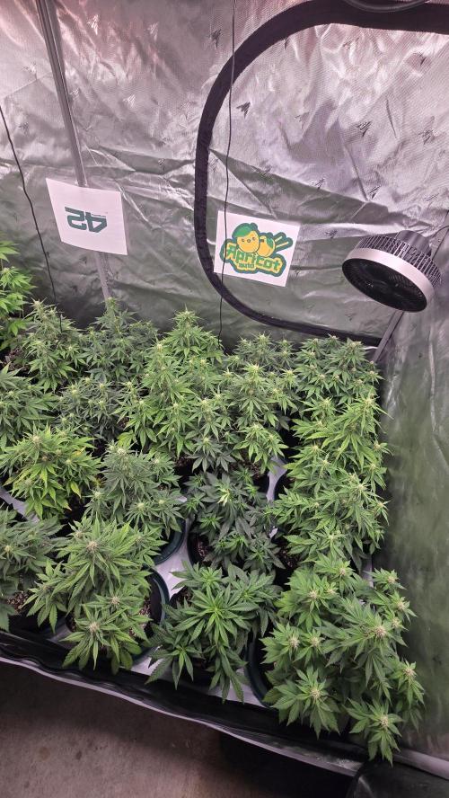 ApricotAuto. Week 5