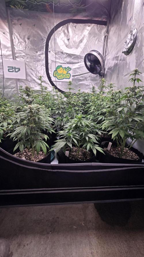 ApricotAuto. Week 5