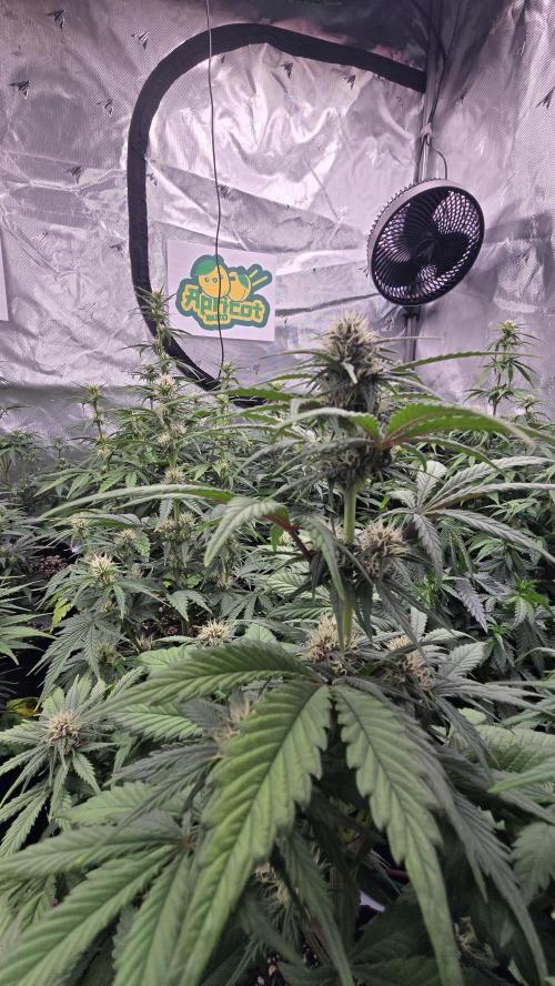 ApricotAuto. Week 5