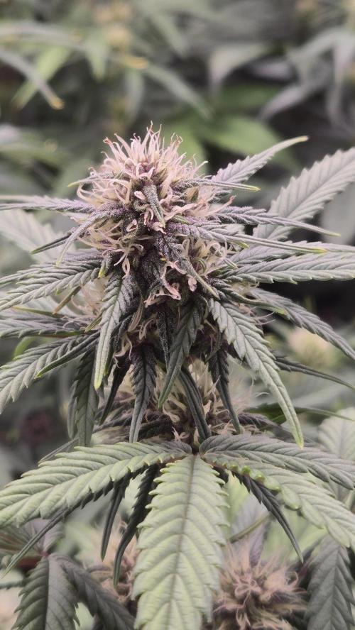 ApricotAuto. Week 5