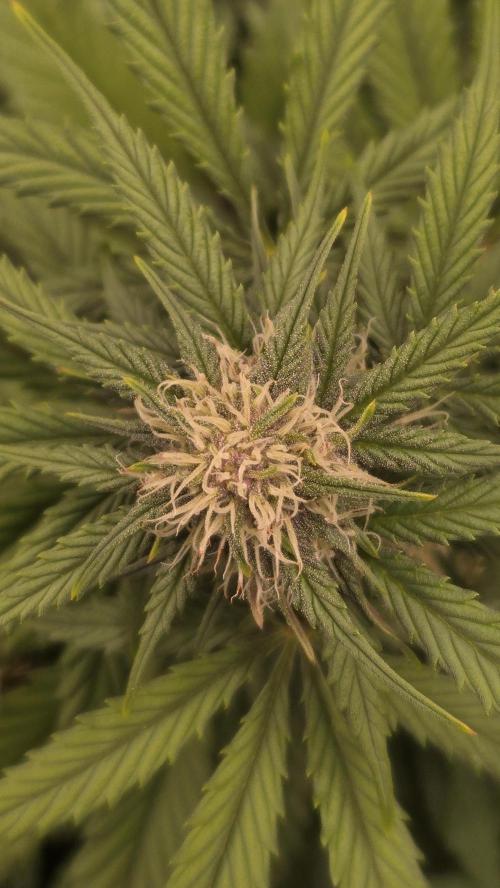 ApricotAuto. Week 5