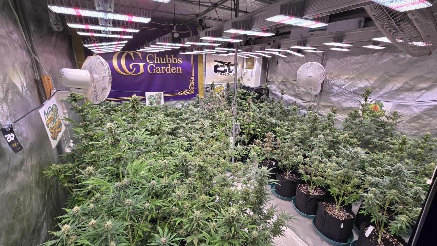 AppleStrudelAuto. Week 7