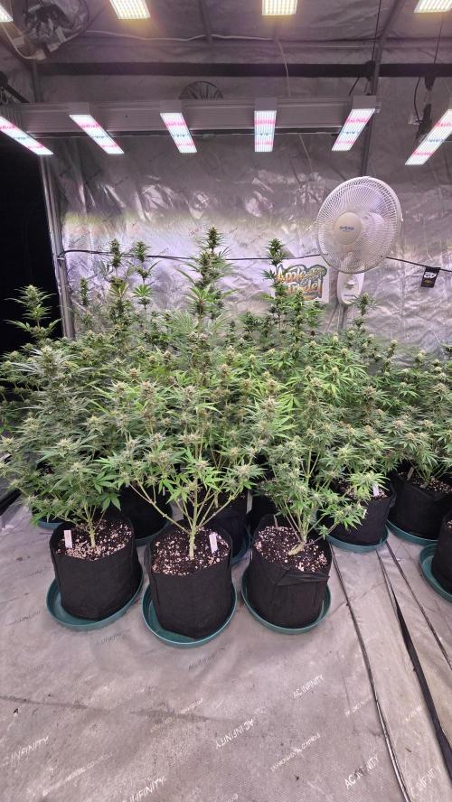 AppleStrudelAuto. Week 7