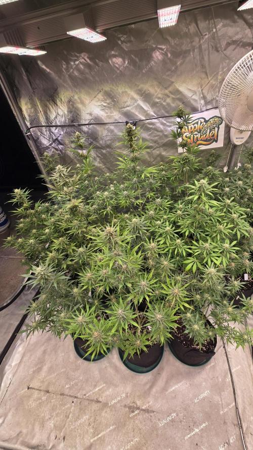 AppleStrudelAuto. Week 7