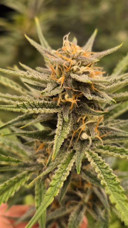 AppleStrudelAuto. Week 7