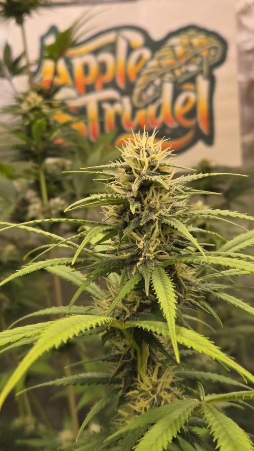 AppleStrudelAuto. Week 7