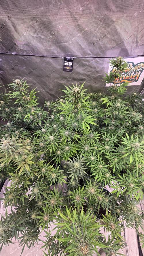AppleStrudelAuto. Week 7