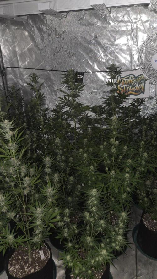 AppleStrudelAuto. Week 7