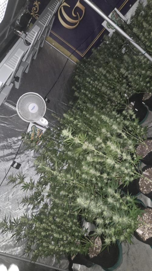 AppleStrudelAuto. Week 7