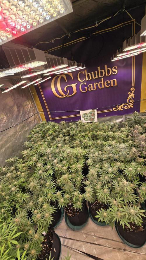 CherryColaAuto (RF3). Week 7