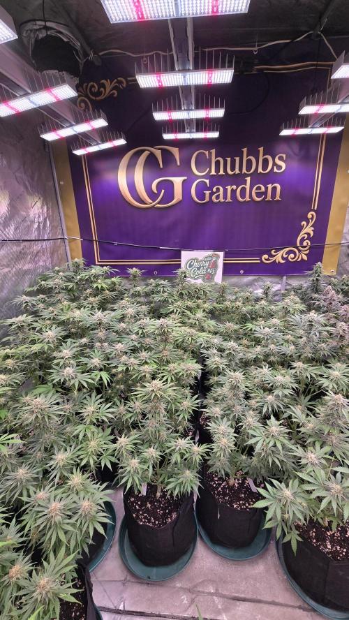 CherryColaAuto (RF3). Week 7