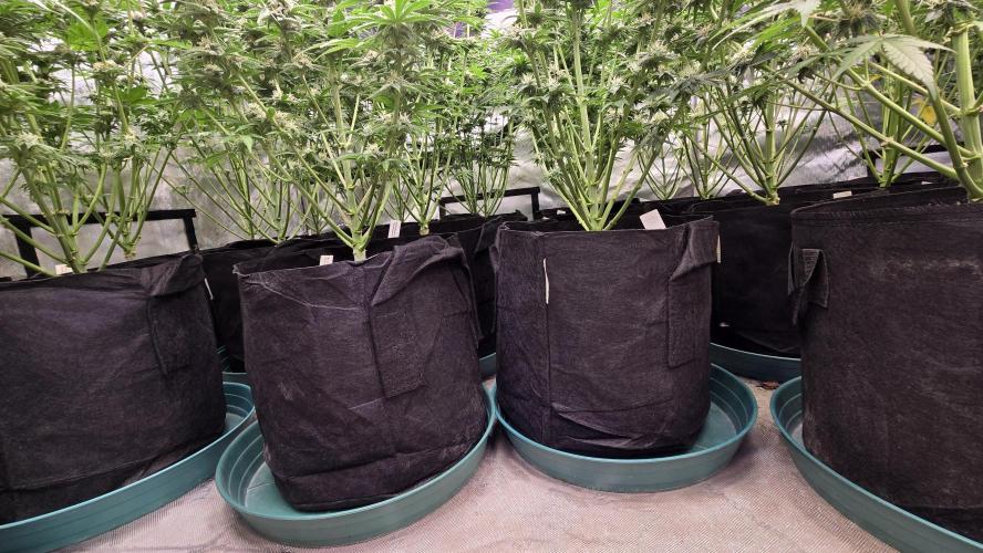 CherryColaAuto (RF3). Week 7