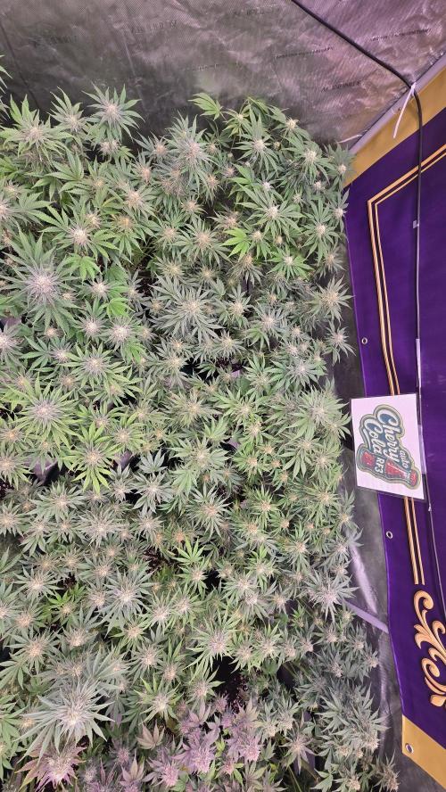 CherryColaAuto (RF3). Week 7