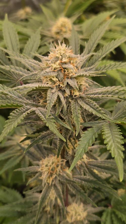 CherryColaAuto (RF3). Week 7