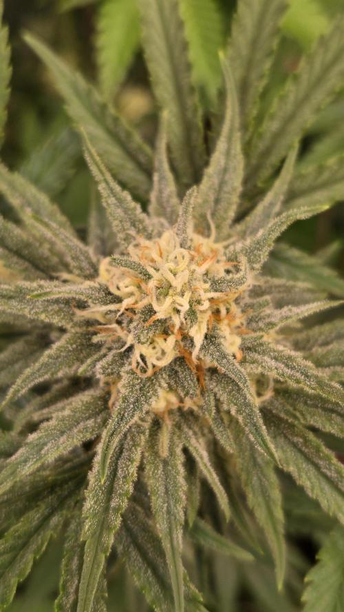 CherryColaAuto (RF3). Week 7