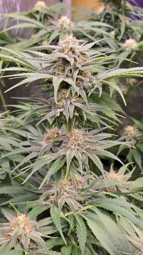 CherryColaAuto (RF3). Week 7