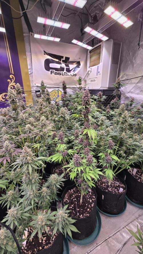 BananaPurplePunchAuto(RF3). Week 7
