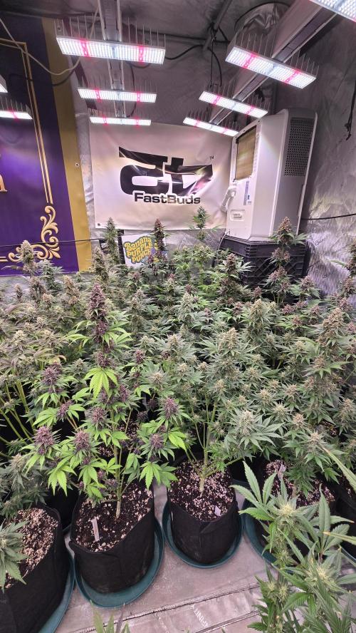 BananaPurplePunchAuto(RF3). Week 7