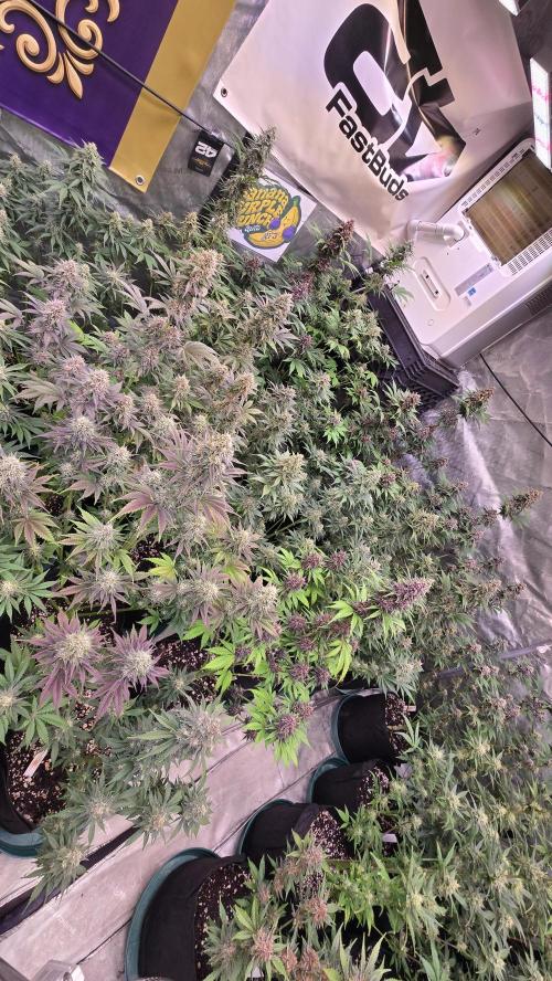 BananaPurplePunchAuto(RF3). Week 7