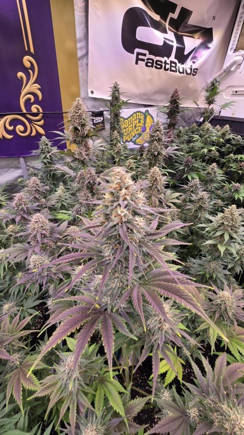 BananaPurplePunchAuto(RF3). Week 7