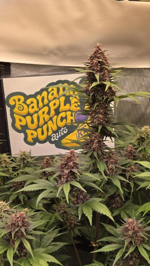 BananaPurplePunchAuto(RF3). Week 7