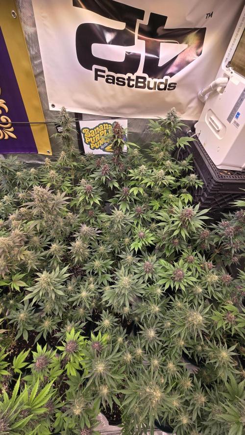 BananaPurplePunchAuto(RF3). Week 7