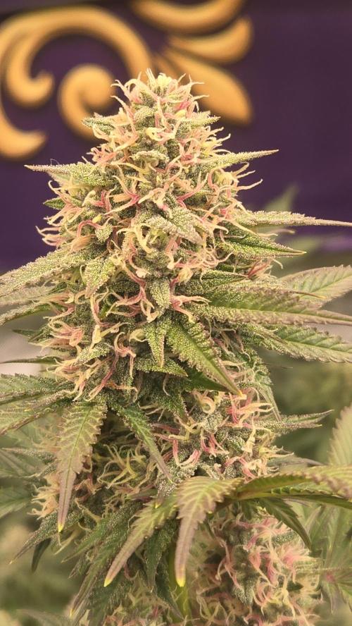 BananaPurplePunchAuto(RF3). Week 7