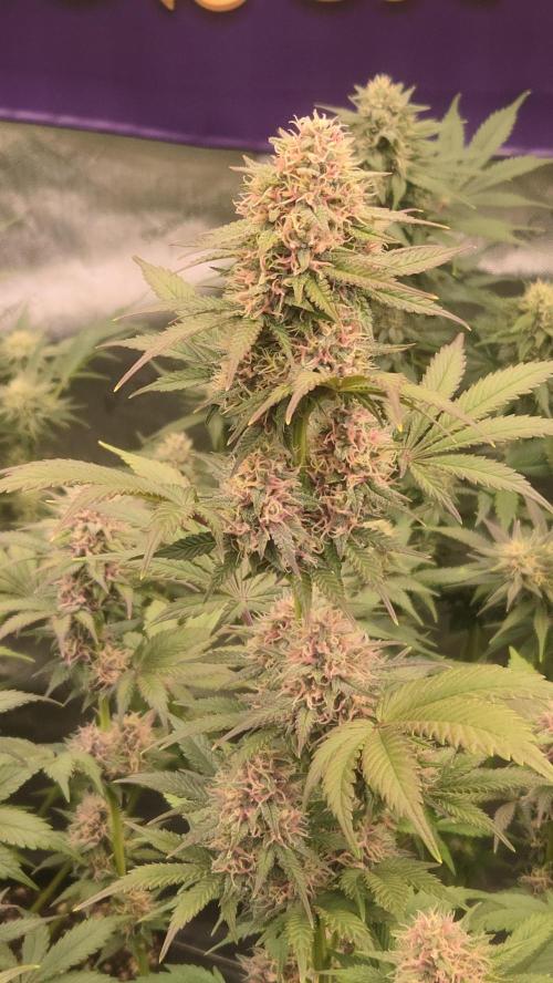 BananaPurplePunchAuto(RF3). Week 7