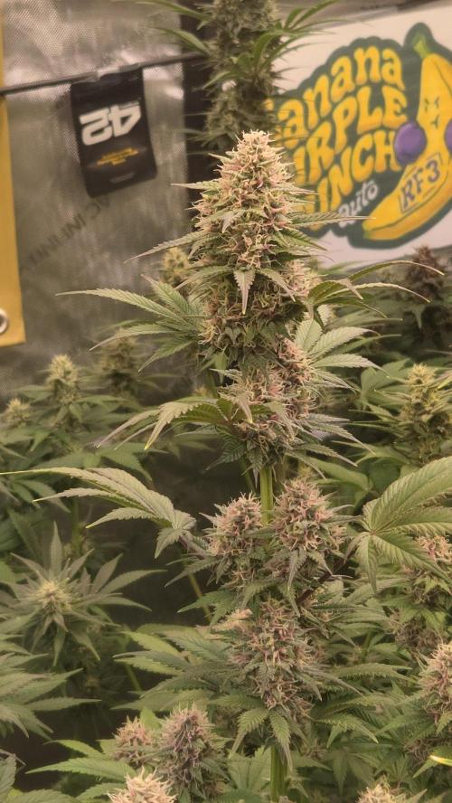 BananaPurplePunchAuto(RF3). Week 7