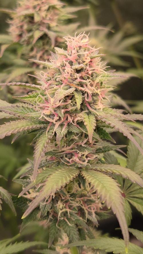 BananaPurplePunchAuto(RF3). Week 7