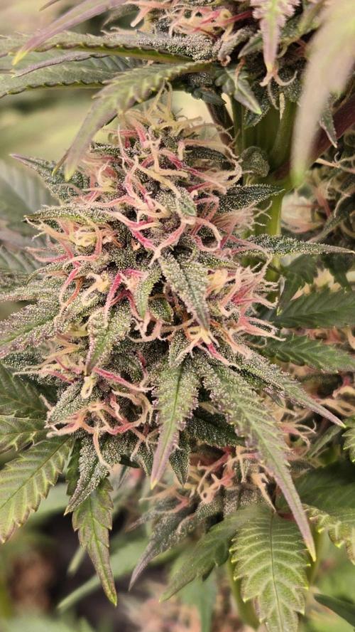 BananaPurplePunchAuto(RF3). Week 7