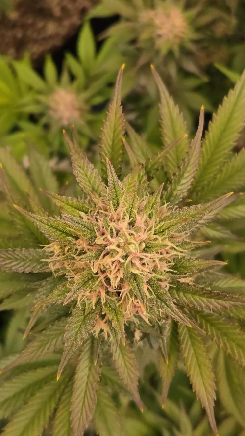 BananaPurplePunchAuto(RF3). Week 7