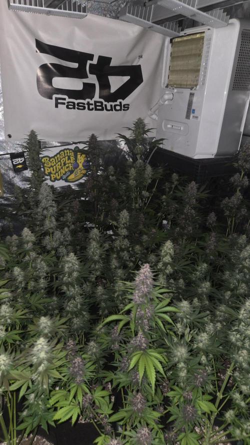 BananaPurplePunchAuto(RF3). Week 7