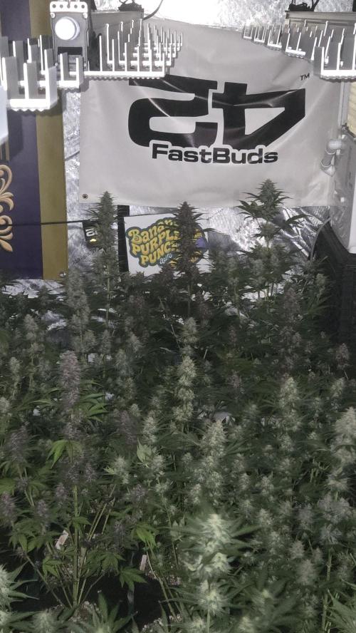 BananaPurplePunchAuto(RF3). Week 7