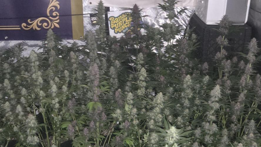 BananaPurplePunchAuto(RF3). Week 7