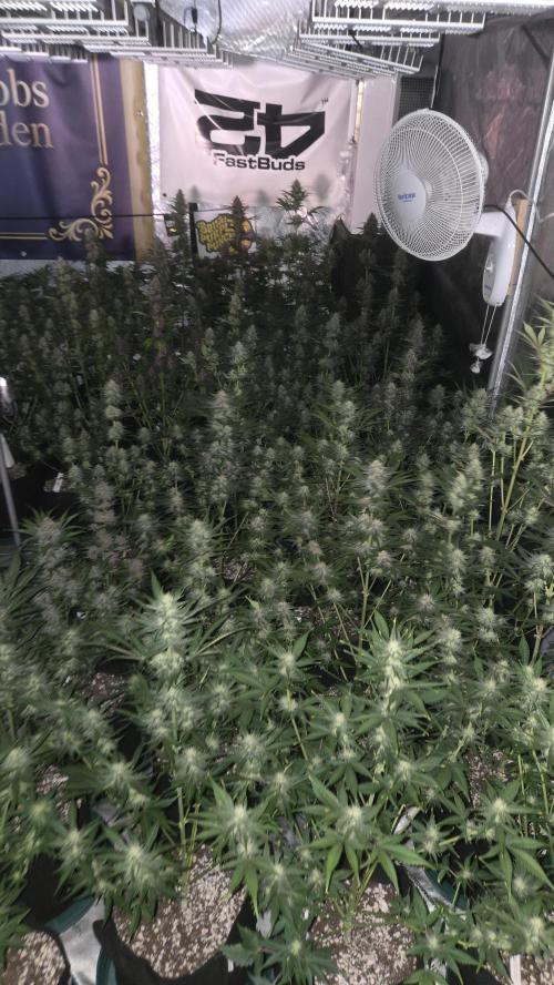 BananaPurplePunchAuto(RF3). Week 7