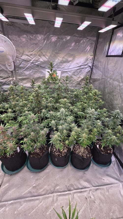 GuavaAuto(RF3). Week 7