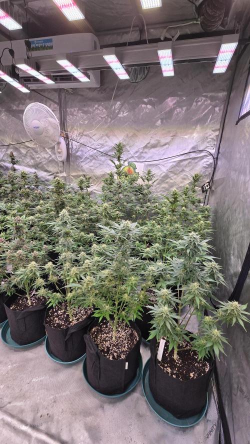 GuavaAuto(RF3). Week 7