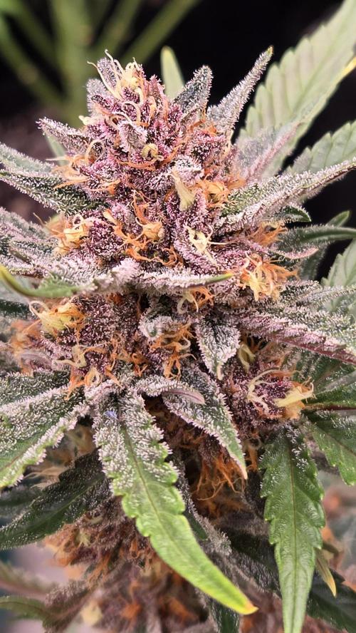 GuavaAuto(RF3). Week 7