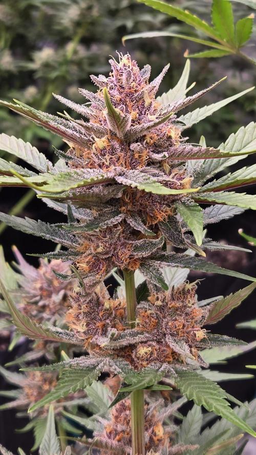 GuavaAuto(RF3). Week 7