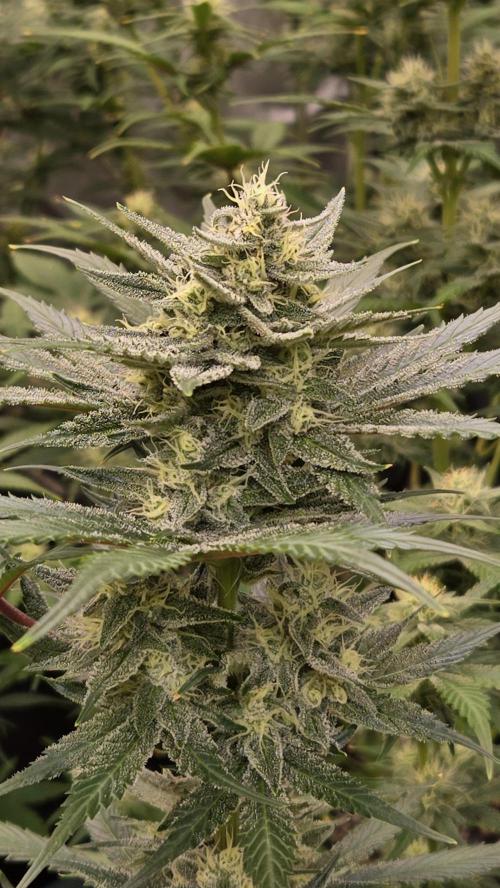 GuavaAuto(RF3). Week 7