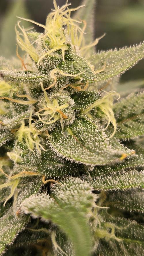 GuavaAuto(RF3). Week 7