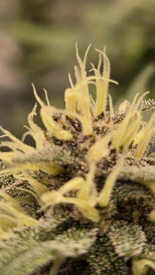 GuavaAuto(RF3). Week 7