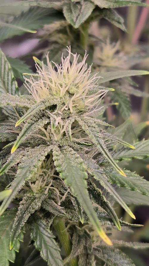 GuavaAuto(RF3). Week 7